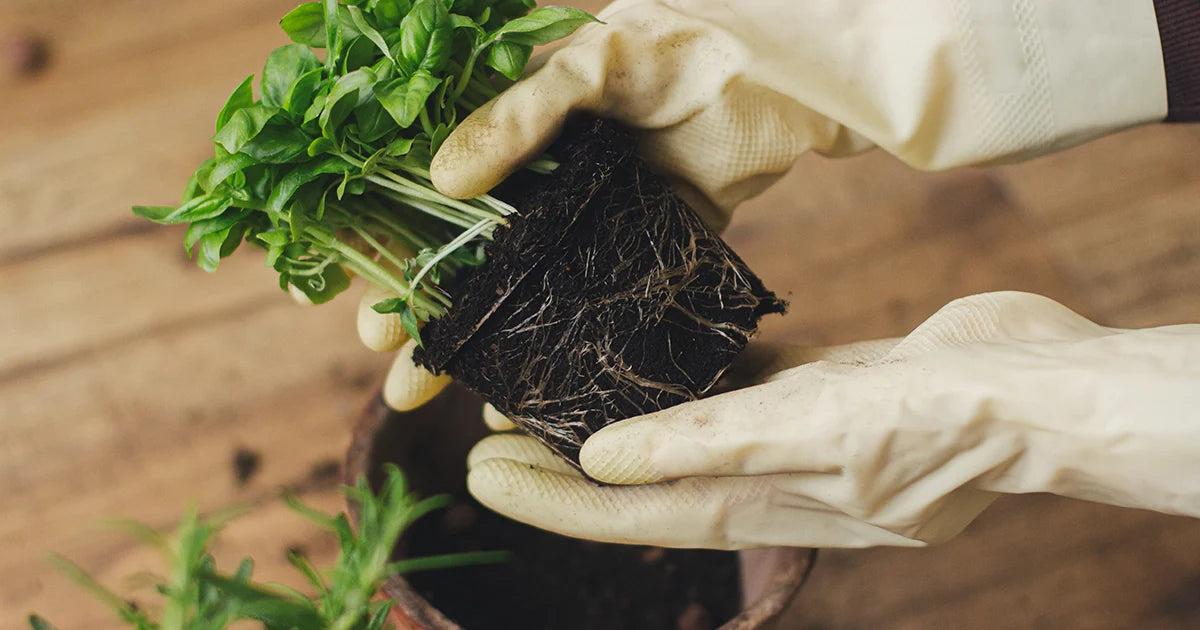 Terricci in balletta