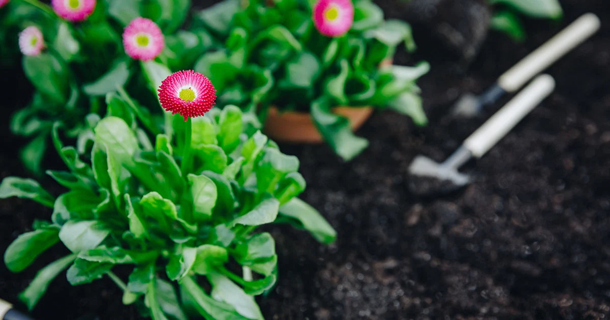 Pacciamanti e inerti